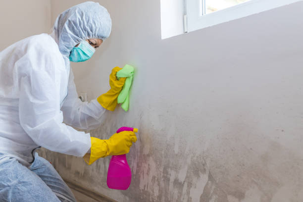 Best Basement Mold Removal  in Unionville, MO