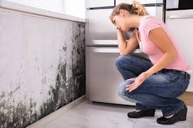 Best Forensic Mold Investigation  in Unionville, MO